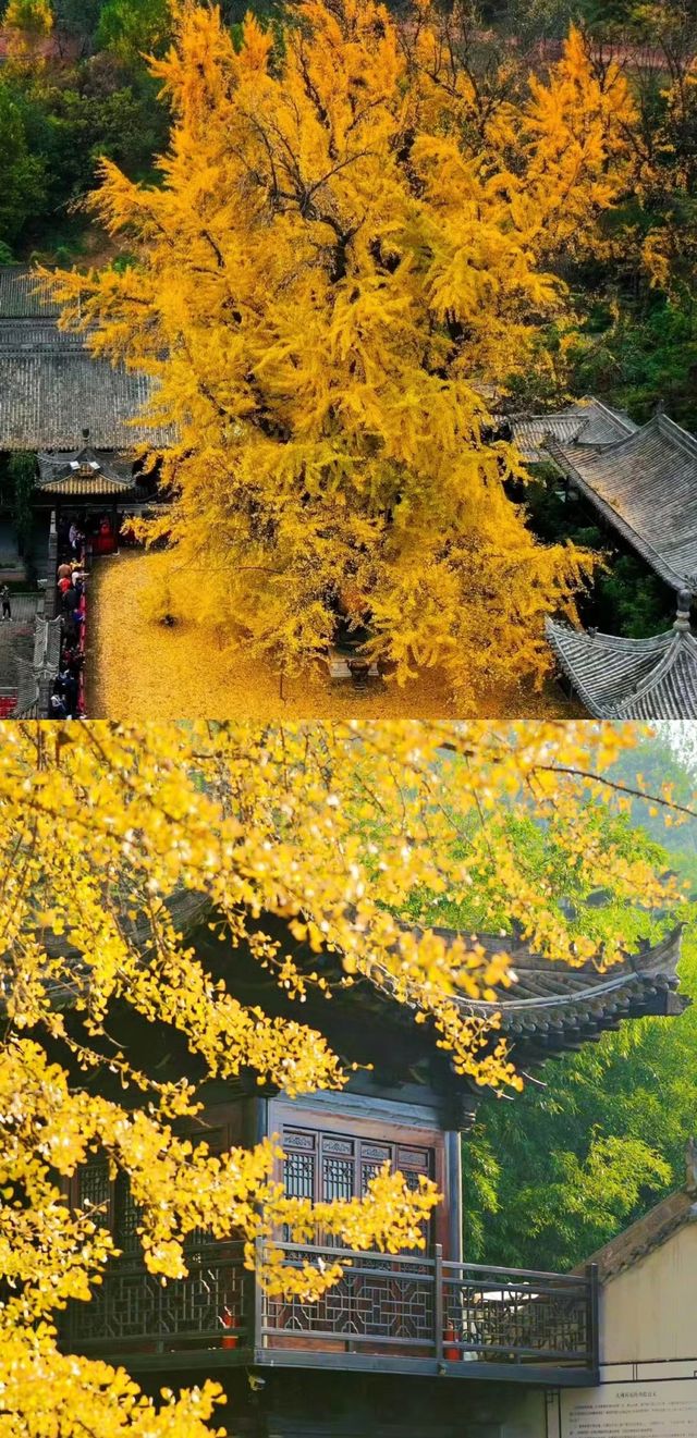 古觀音禪寺裡的千年銀杏樹黃了！