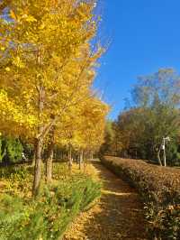 北京將府公園的秋天，就是老舍筆下的模樣。