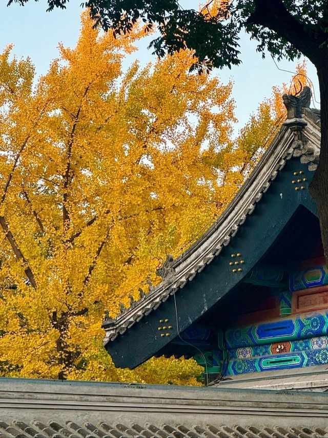 北京將府公園的秋天，就是老舍筆下的模樣。