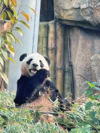 南通 | 森林野生動物園   非常適合帶小朋友。