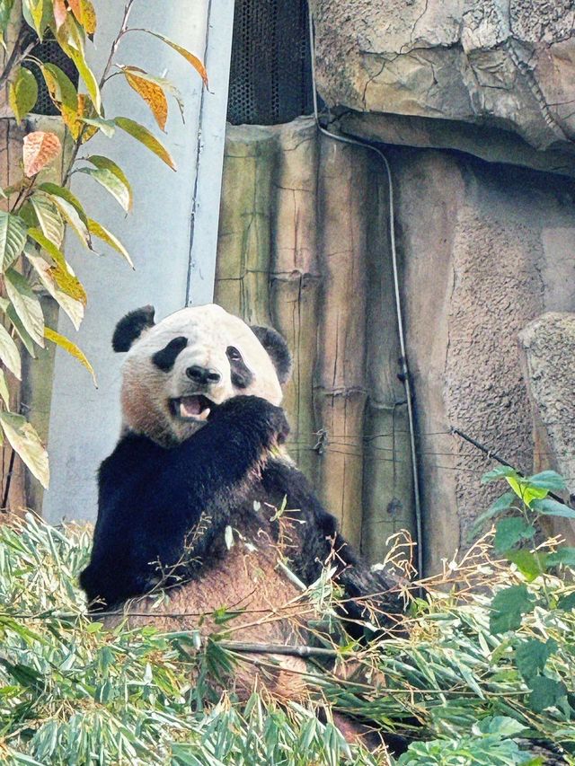 南通 | 森林野生動物園   非常適合帶小朋友。
