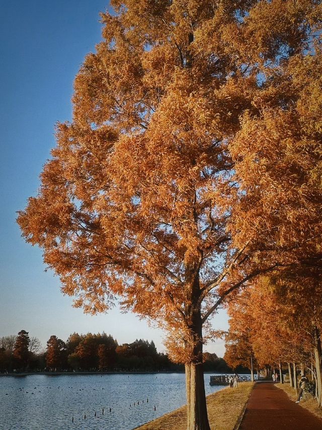 東京紅葉觀賞地｜秋日最美水鄉公園。
