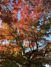 東京紅葉季｜Citywalk 賞紅葉攻略。