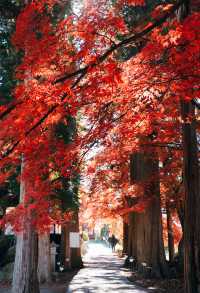 日本長野長圓寺 血紅的楓美極了。