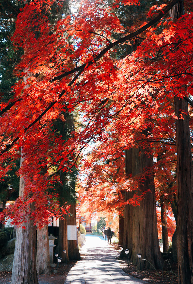日本長野長圓寺 血紅的楓美極了。