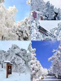 清遠金子山旅遊避雷攻略。