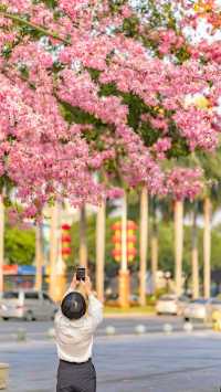 佛山石灣公園拍照打卡攻略！花開滿城
