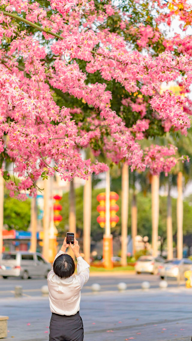 佛山石灣公園拍照打卡攻略！花開滿城