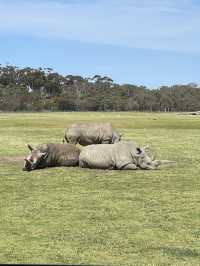 Visit Melbourne Zoo for Adorable Animals