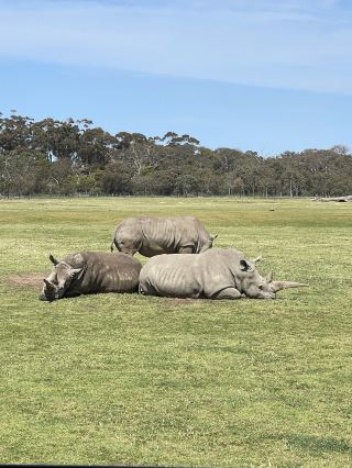 造訪墨爾本動物園，欣賞可愛動物