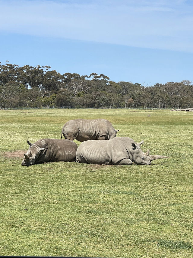 Visit Melbourne Zoo for Adorable Animals