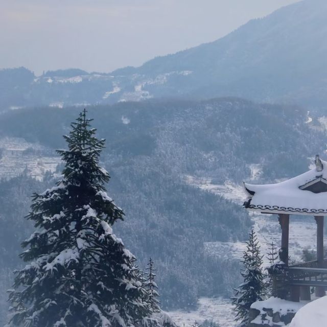紫鹊界的青煙色