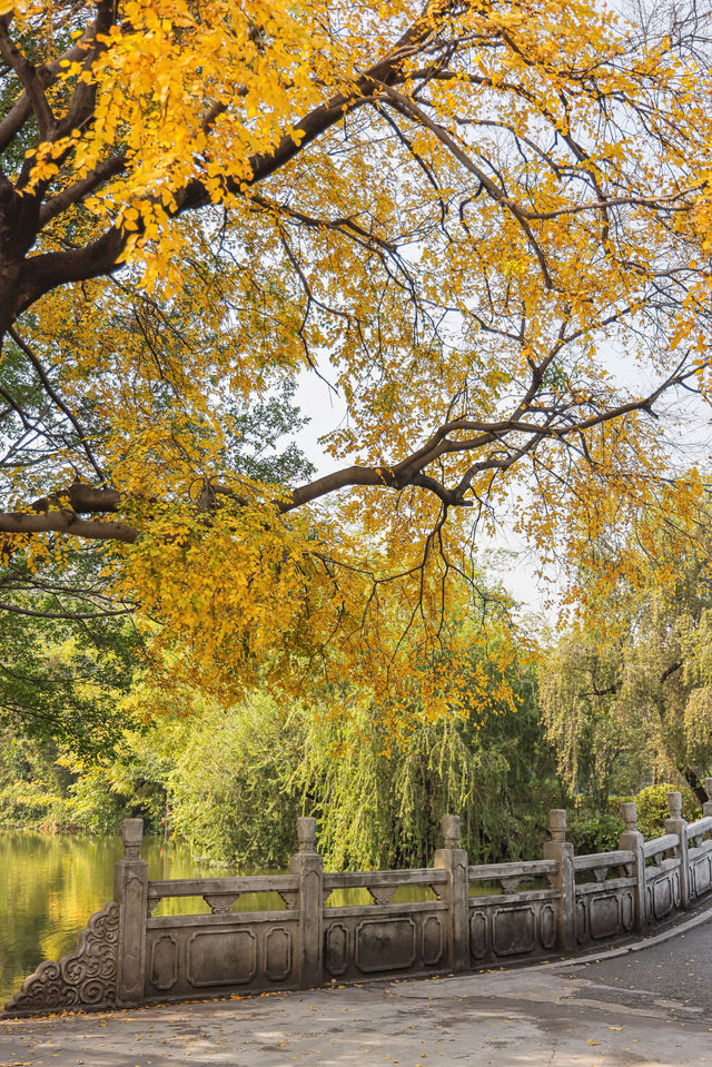 錯過再等一年佛山這個地鐵直達的公園秋景好美