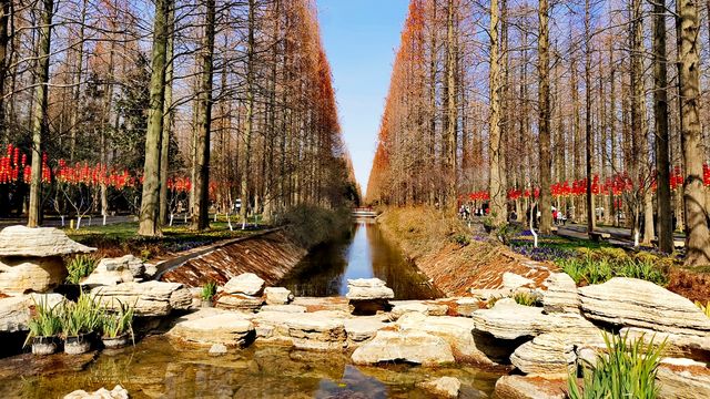 置身於綠色的海洋~~東平國家森林公園