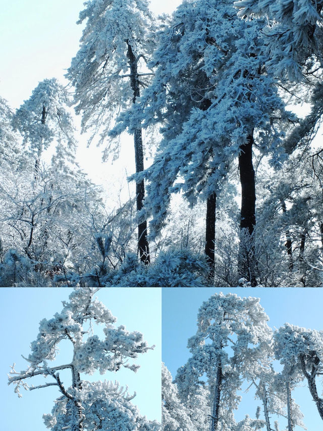 杭州真的下雪了，又到了百丈嶺看雪的時間