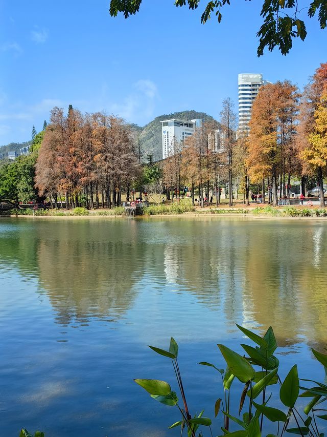 落羽杉
