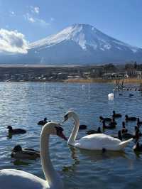 日本6日遊 老友記行程不可錯過