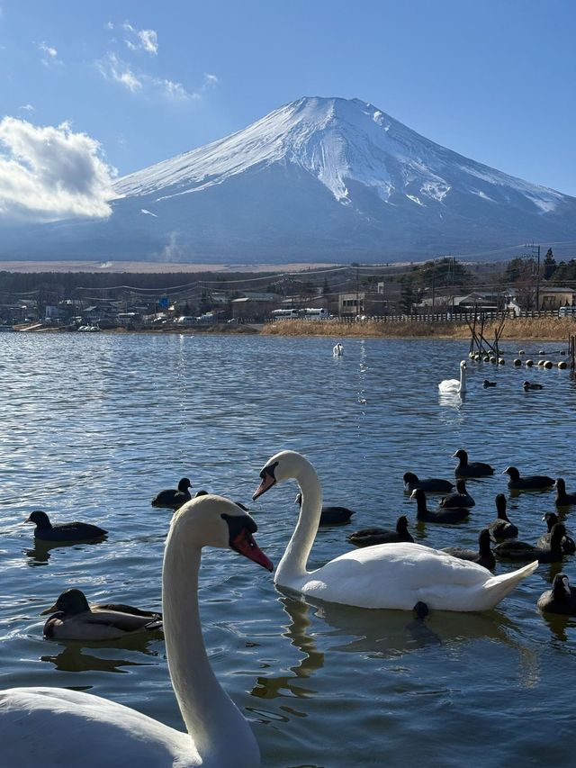 日本6日遊 老友記行程不可錯過