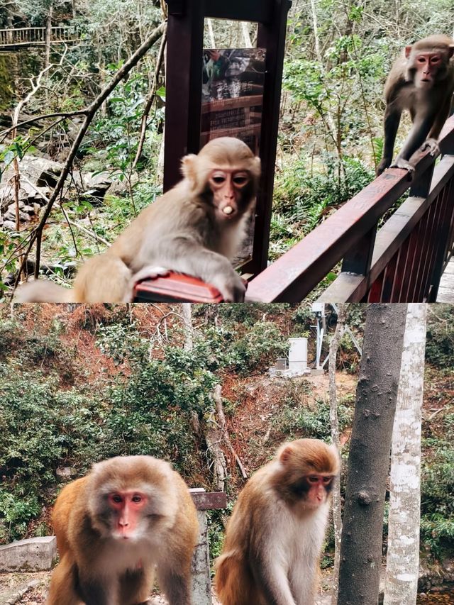 銀杉公園，揭秘大自然中的珍稀寶藏！