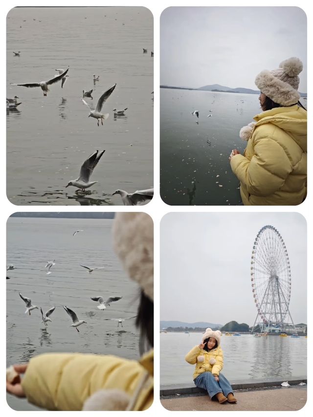 無錫親子遊‖蠡湖大橋餵海鷗水上摩天輪