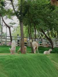 白鹿森林公園一日遊攻略，帶你暢玩！