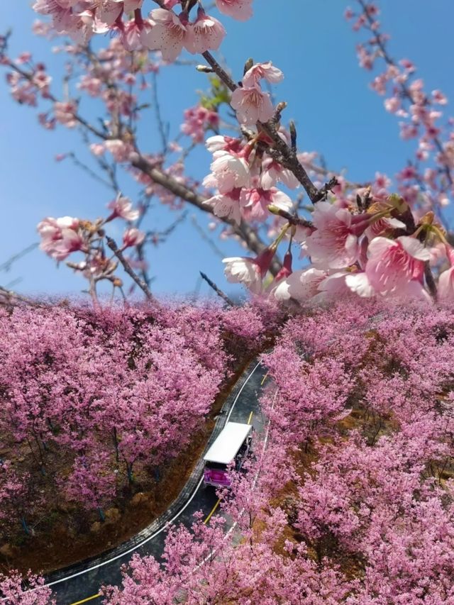 千畝櫻花園盛開錯過要再等一年