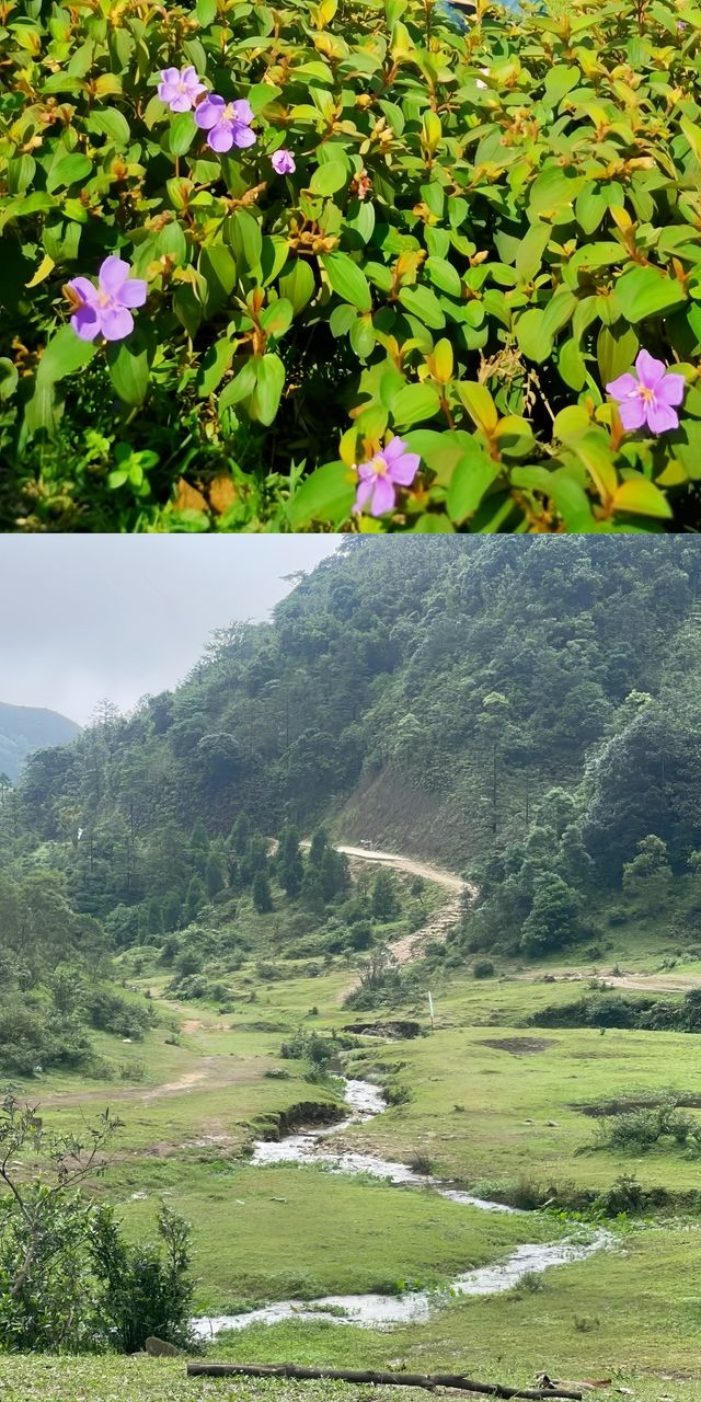 下個月，廣東這片高山草甸將被杜鵑花海淹沒！