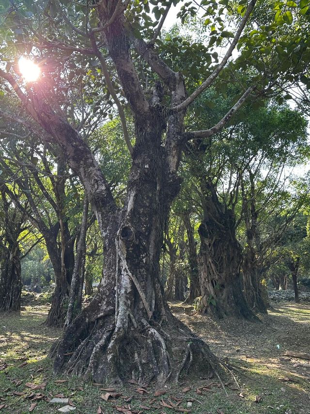寒假探索西雙版納 森呼吸之旅等你來