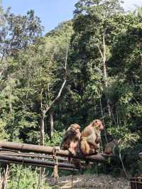 西雙版納老友探秘植物園 暢遊自然奇境