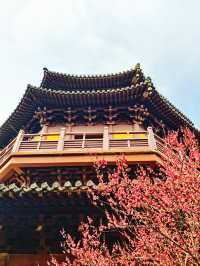 放過錢王祠吧！這個冷門寺廟的梅花更好拍