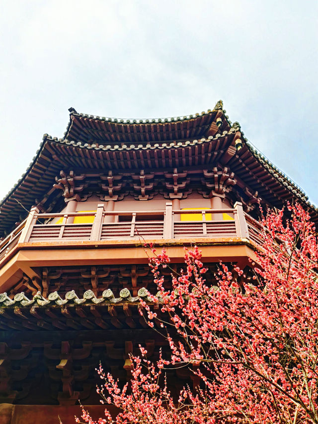 放過錢王祠吧！這個冷門寺廟的梅花更好拍