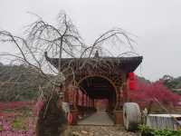 溫州櫻花園：初春的粉色夢境