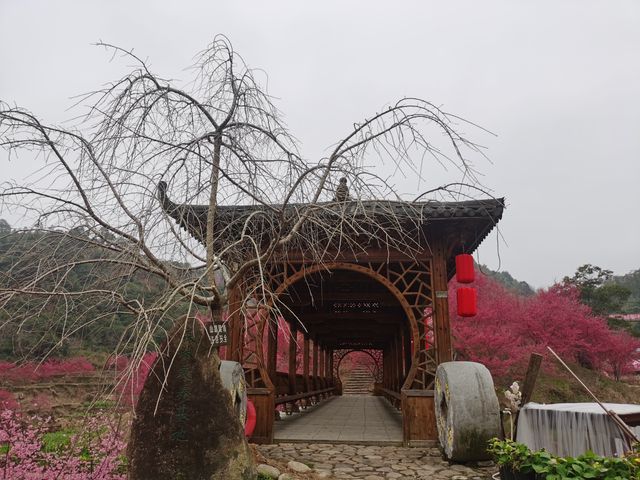 溫州櫻花園：初春的粉色夢境