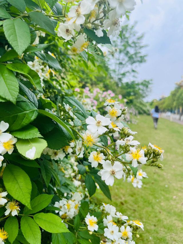 簡陽鰲山公園，春回大地