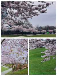 名古屋賞櫻花，春遊名城公園