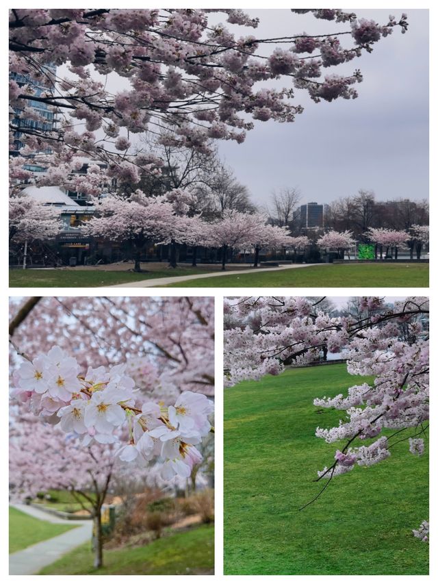 名古屋賞櫻花，春遊名城公園