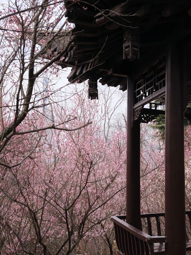 煙花三月下揚州，解鎖親子古韻時光