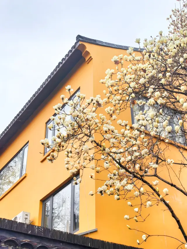 The magnolia flowers at Longhua Temple have blossomed into a poem of spring.
