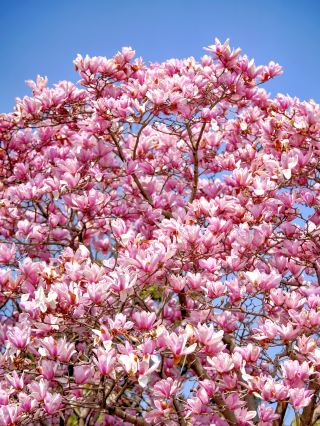 Shanghai's only treasure park where magnolia and tulips bloom together