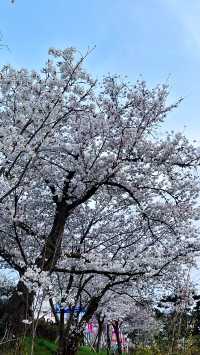 3-4月必打卡韓國清州全程不踩坑攻略