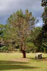 Kew Gardens: The Royal Botanic Gardens of the UK