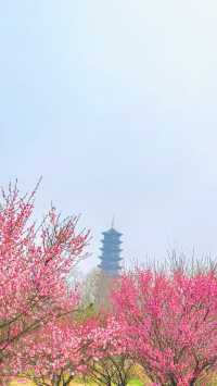 「不到三台山國家森林公園，又怎能算來過宿遷？」