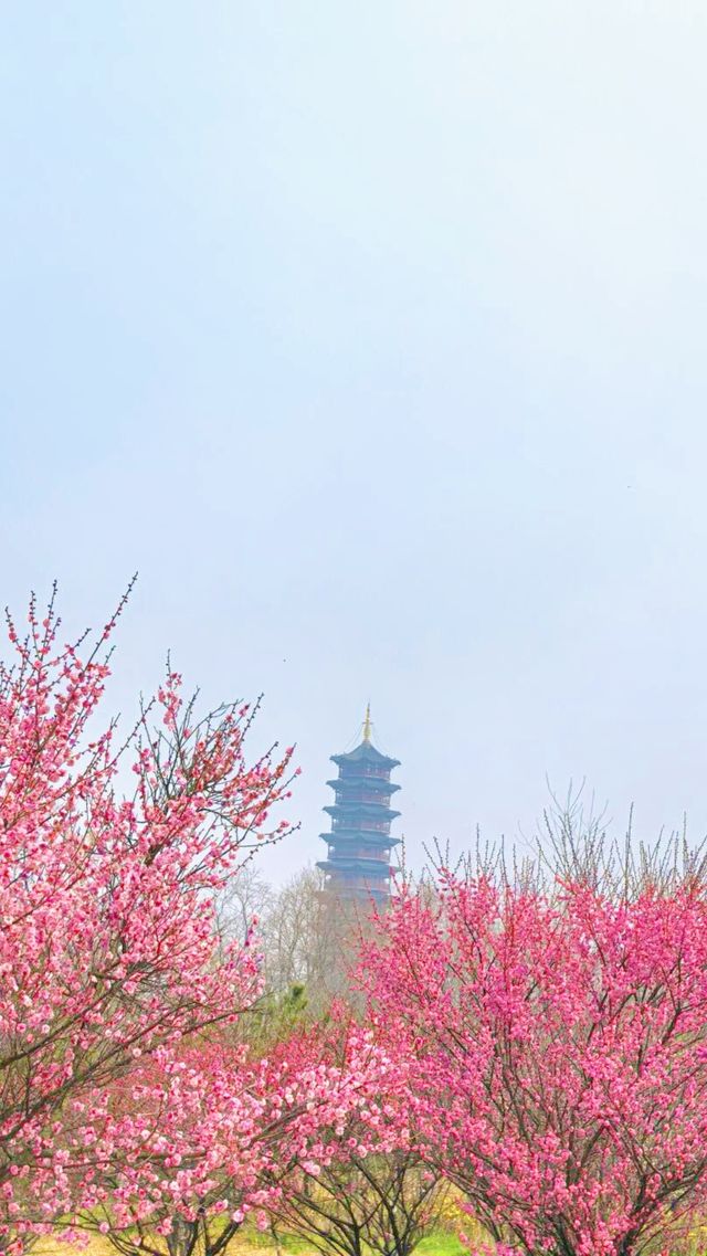 「不到三台山國家森林公園，又怎能算來過宿遷？」