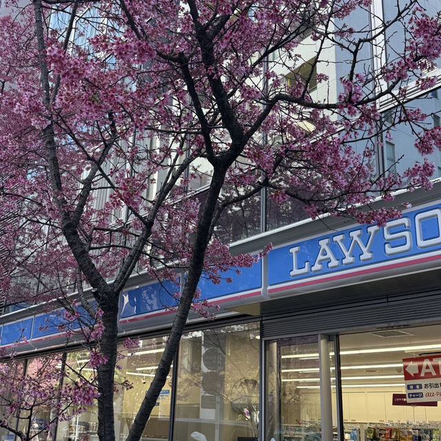 🌸東京三越前櫻花来了，都市中的浪漫櫻花之旅✨