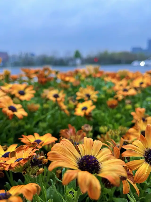 2025년 봄, 선양 최고의 꽃놀이 가이드