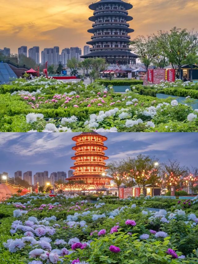 趕上了洛陽牡丹盛開時節