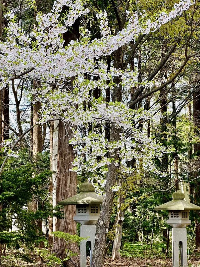 圓山櫻語，春色如詩