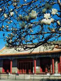 北京｜普渡寺蘭花盛開 景美人少還免費的賞花地