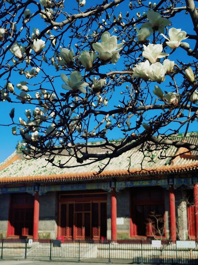 北京｜普渡寺蘭花盛開 景美人少還免費的賞花地