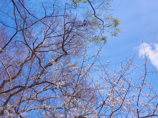 大阪城公園嘅櫻花，美到詞窮💕